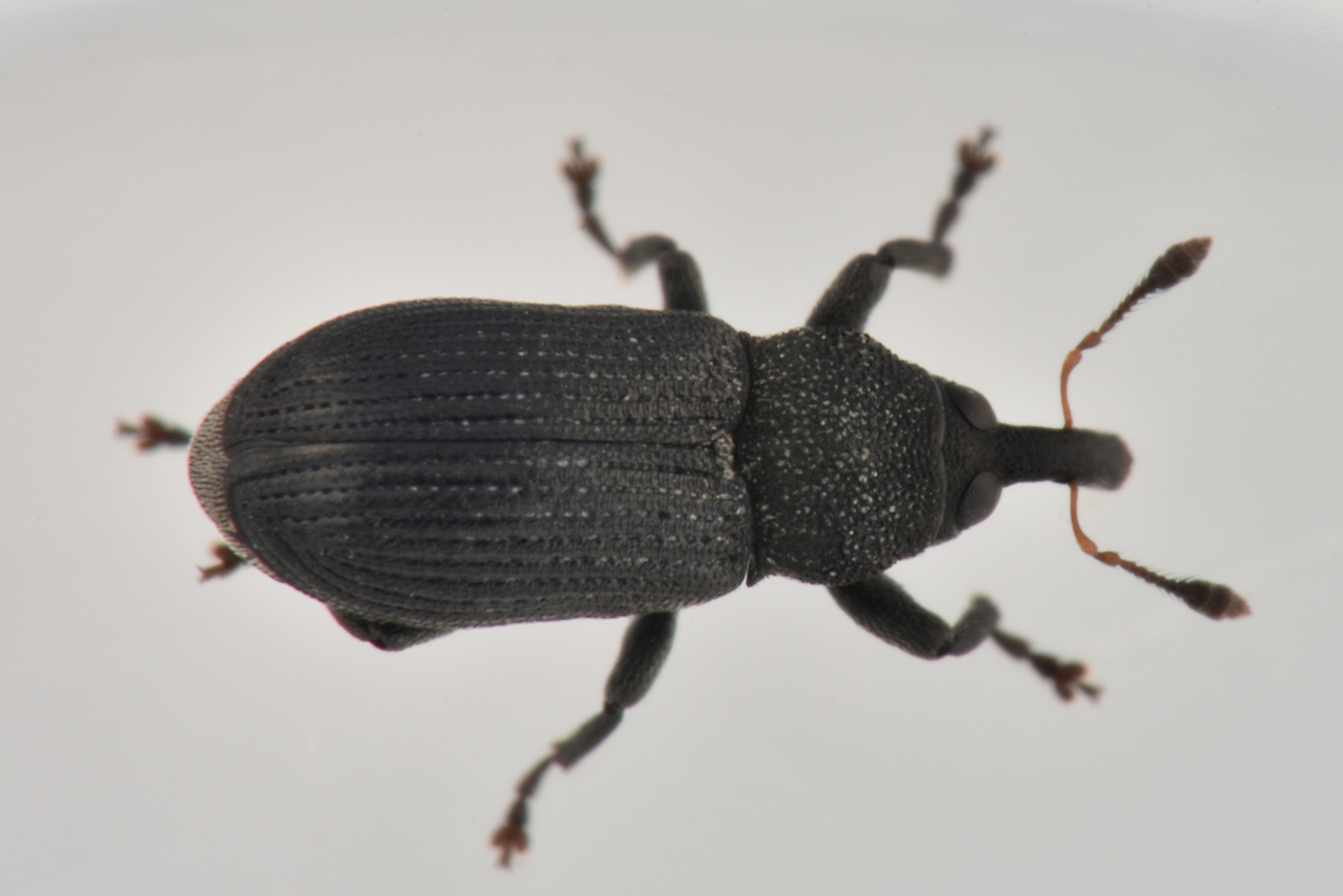 Curculionidae: Magdalis sp.? S, Magdalis (Panopsis) fuscicornis